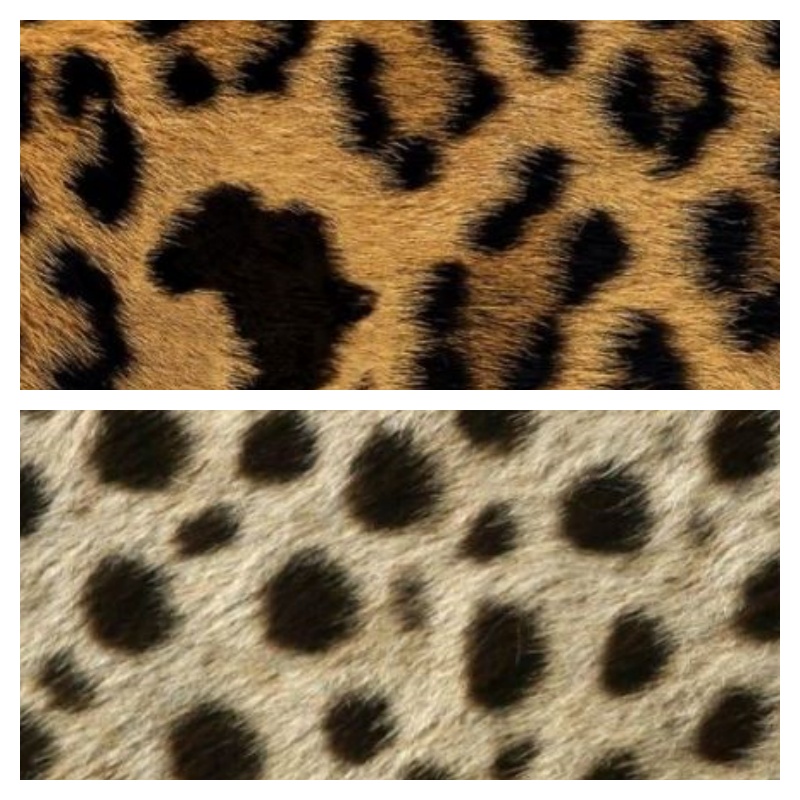 difference between leopard and cheetah coat