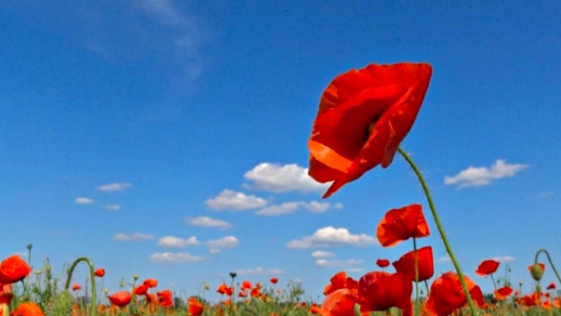 photo of poppies