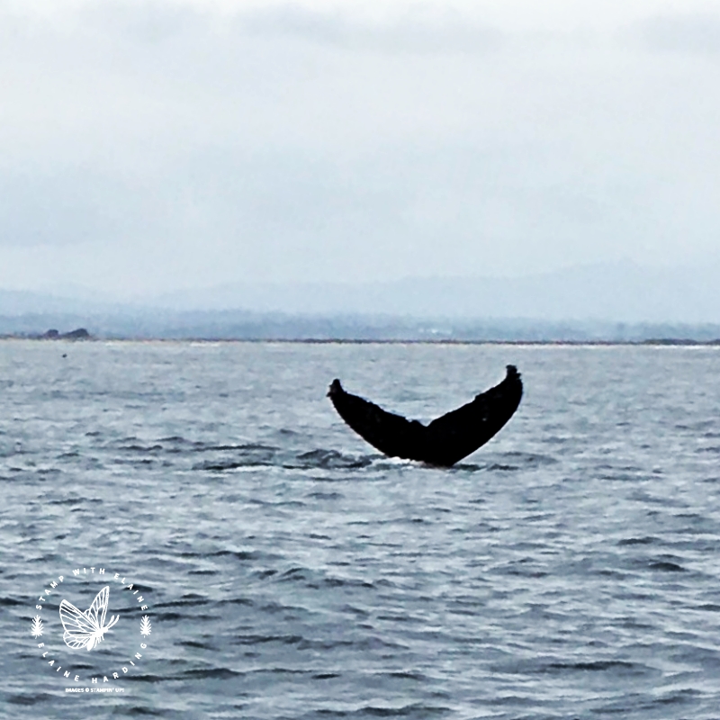 whale tail fluke Monterey Bay
