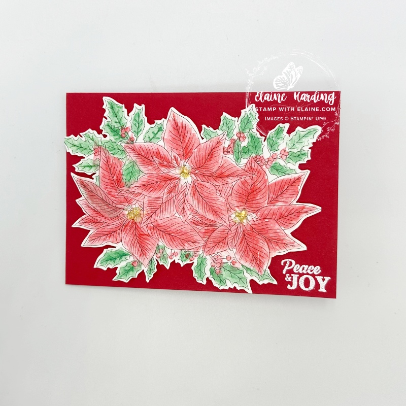 pointsettia nature's painting kit. on a card