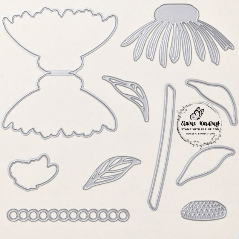 Coneflower Celebrations dies