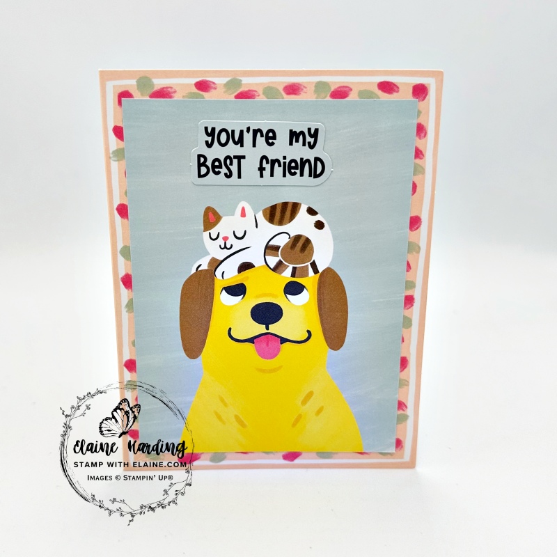 pop up kit dog and cat card
