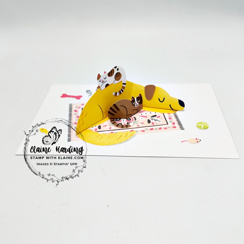 inside pop up kit card with dog and cat